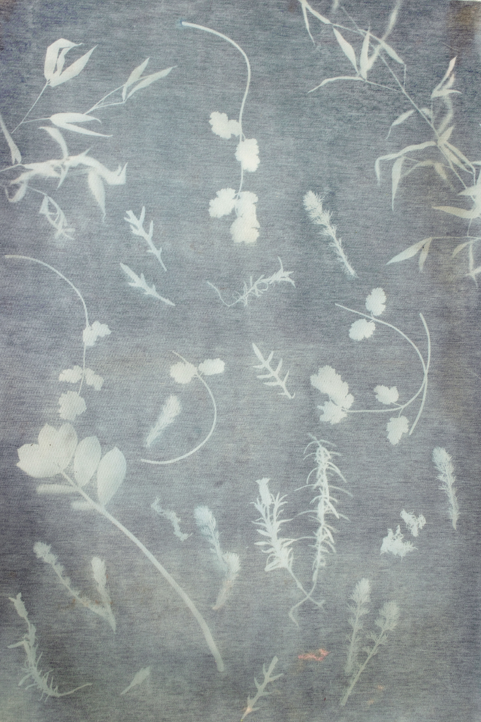 cyanotype-1