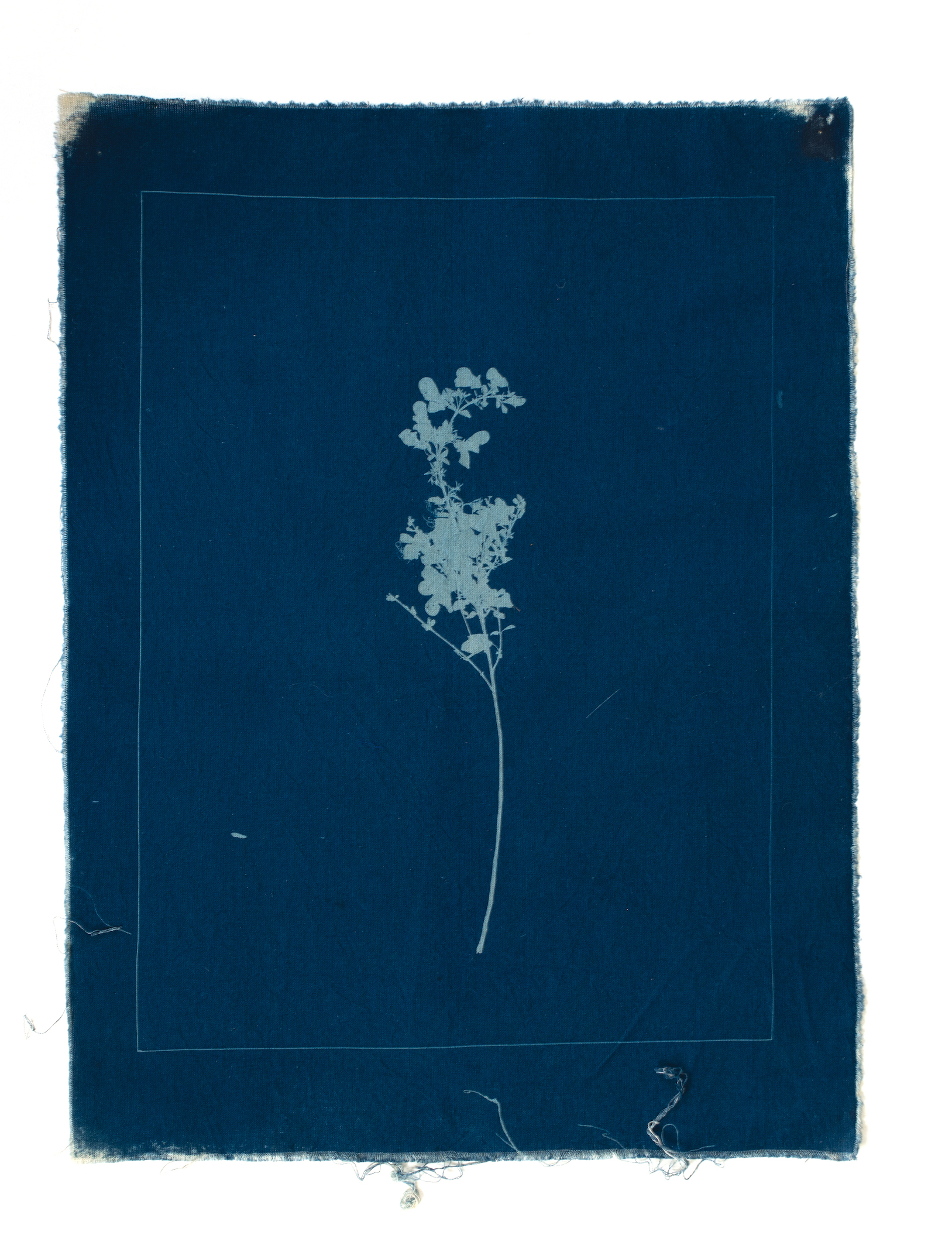 cyanotype-3